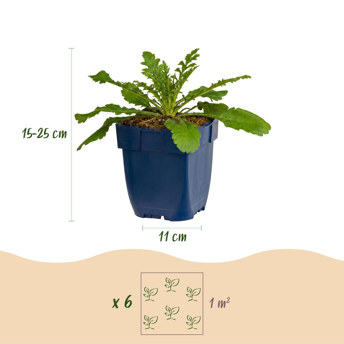 Scabiosa columbaria 'Pink Mist' (scabieuse) – rose – 24 plants, Ø11 cm, 15–25 cm de haut – photo 3