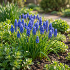 Armeense druifhyacint (Muscari armeniacum) – 50 bloembollen (bolmaat 8/9)