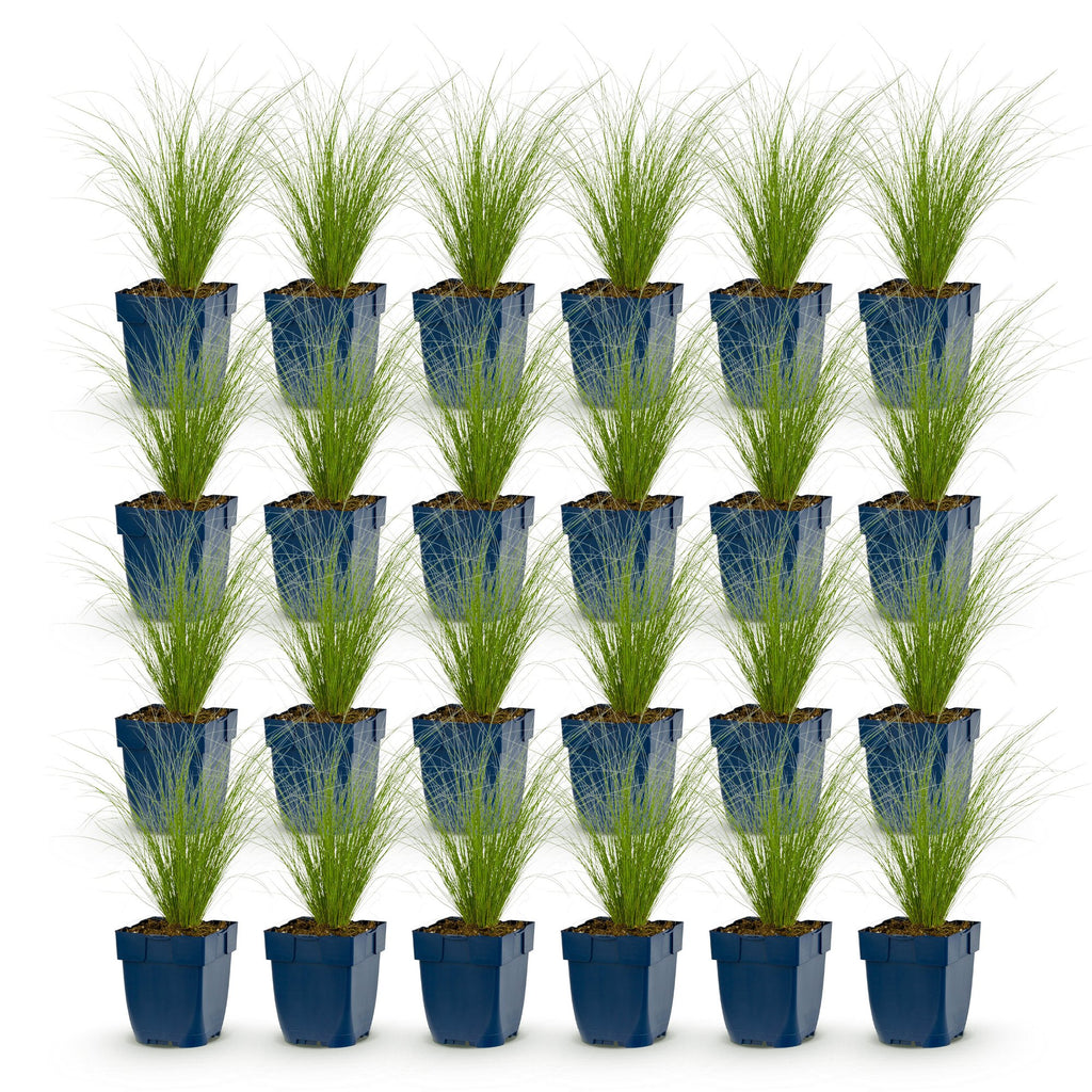 Stipa tenuissima 'Ponytails' (Federgras) – 24 Pflanzen, Ø 11 cm, 15–25 cm hoch – Bild 2