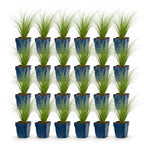 Stipa tenuissima 'Ponytails' (Federgras) – 24 Pflanzen, Ø 11 cm, 15–25 cm hoch