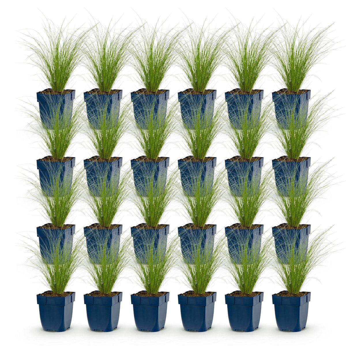 Stipa tenuissima 'Ponytails' (Federgras) – 24 Pflanzen, Ø 11 cm, 15–25 cm hoch – Bild 2