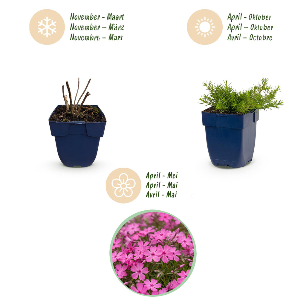 Phlox 'MacDaniel’s Cushion' (Leberblümchen) – dunkelrosa – 12 Pflanzen, Ø11 cm, 15–25 cm hoch – Bild 4