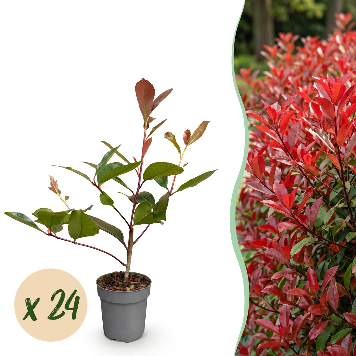 Photinia fraseri 'Red Robin' (photinia) – rouge – 24 plants, Ø9 cm, 25–35 cm de haut