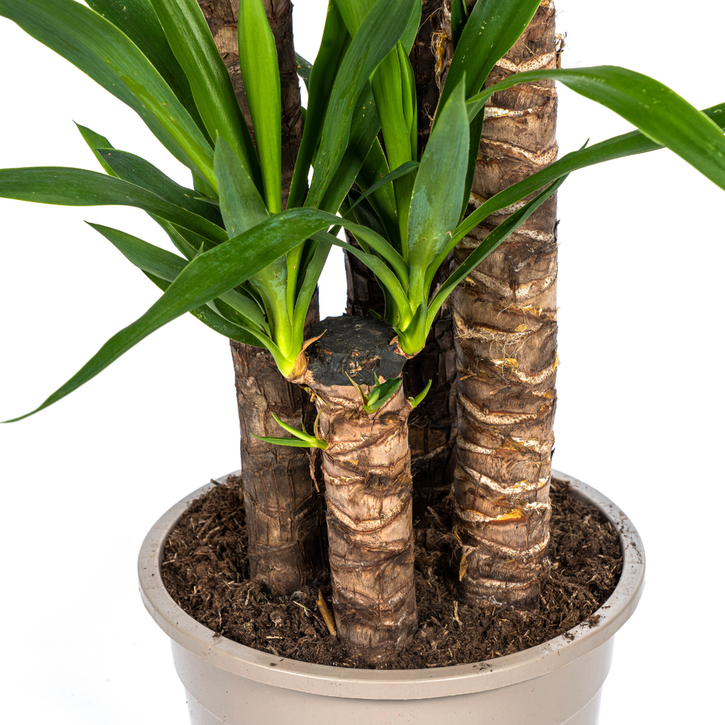 Yucca elephantipes – Ø27 cm, 150–170 cm hoog