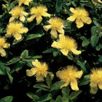 Hypericum calycinum (hertshooi) – 12 planten, Ø9 cm, 10–25 cm hoog