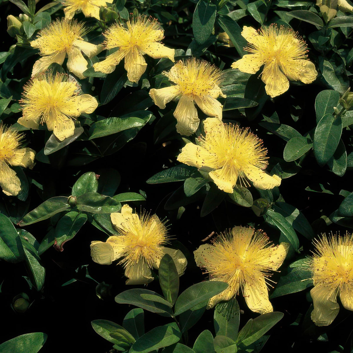 Hypericum calycinum (hertshooi) – 12 planten, Ø9 cm, 10–25 cm hoog – foto 6