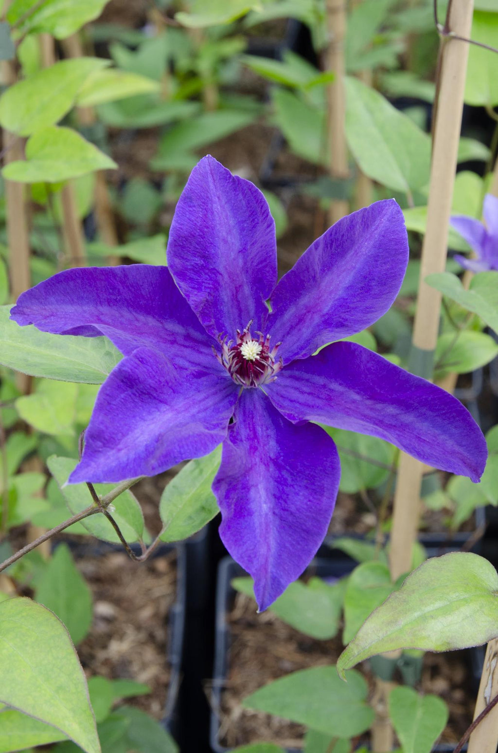 Clematis 'The President' (Waldrebe) – Ø15 cm, 65 cm hoch – Bild 2