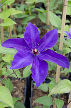 Clematis 'The President' (Waldrebe) – Ø15 cm, 65 cm hoch