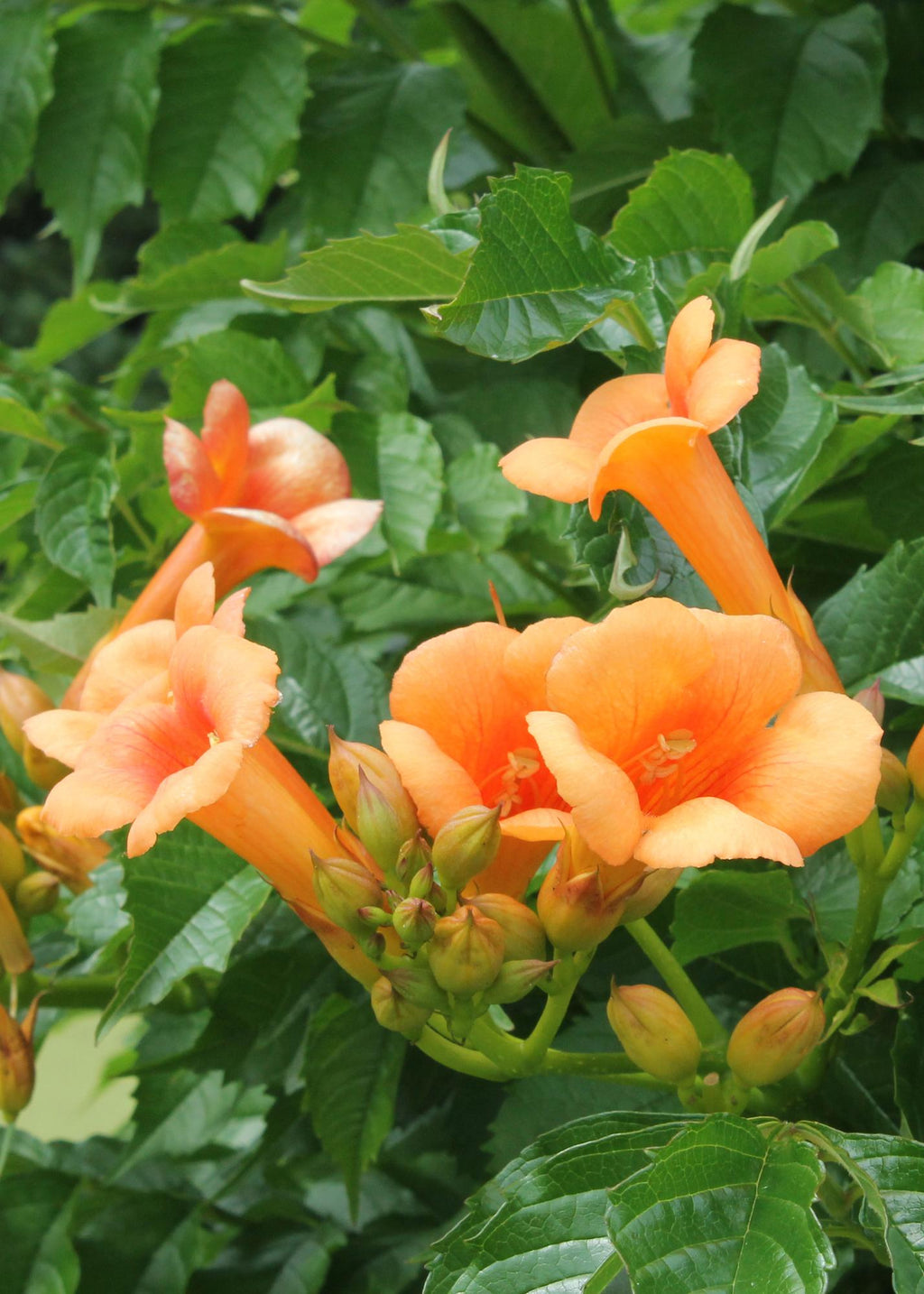 Campsis 'Indian Summer' (orange trumpet flower) – Ø15 cm, 65 cm high – photo 7