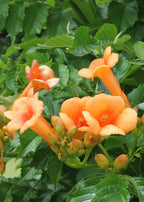 Campsis 'Indian Summer' (orange trumpet flower) – Ø15 cm, 65 cm high