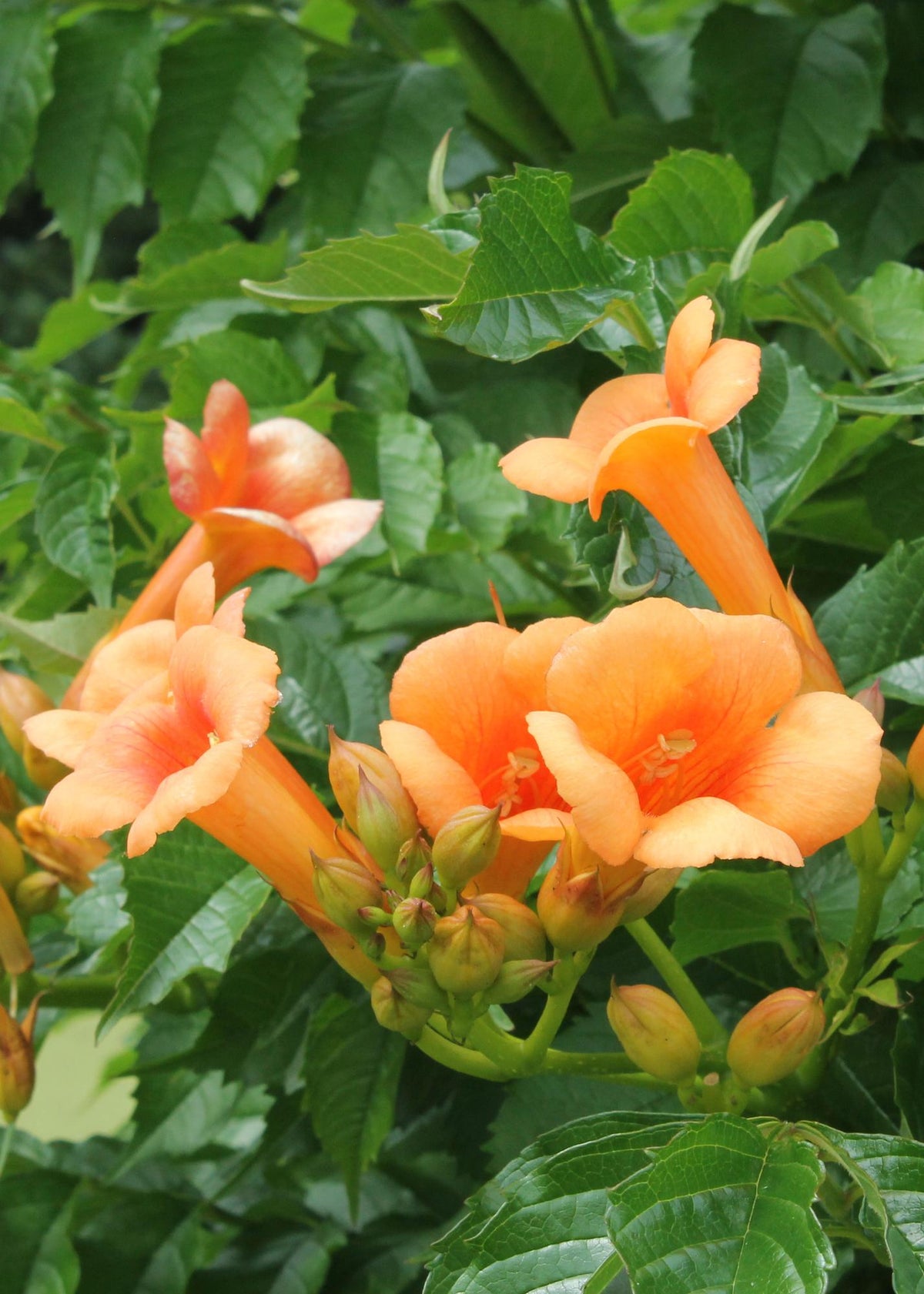 Campsis 'Indian Summer' (orange trumpet flower) – Ø15 cm, 65 cm high – photo 7