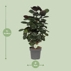 Polyscias scutellaria 'Fabiana' (aralia) – Ø 19 cm, 60 cm de haut