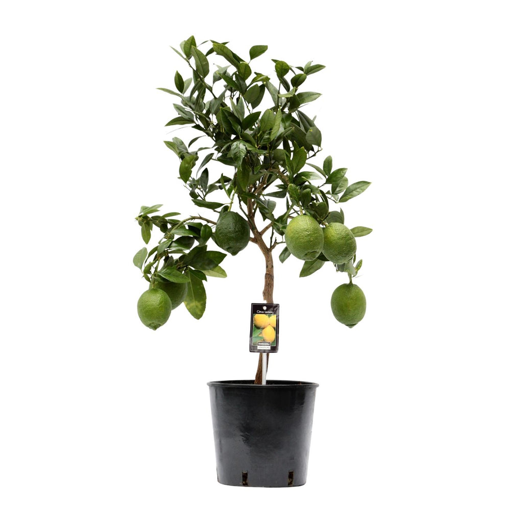 Zitrus 'Lemon' (Zitrusbäumchen) – Ø 22 cm, 80 cm hoch