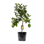 Zitrus 'Lemon' (Zitrusbäumchen) – Ø 22 cm, 80 cm hoch