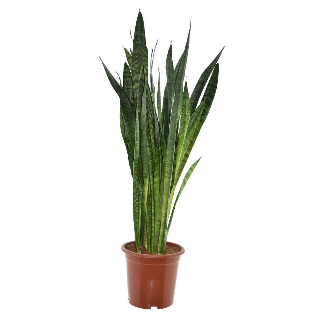 Sansevieria Zeylanica (vrouwentong) – Ø27 cm, 120 cm hoog