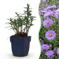Aster 'Mittelmeer' – lila – 24 Pflanzen, Ø 11 cm, 15–25 cm hoch