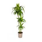 Dracaena Deremensis Hawaiian Sunshine (Drachenbaum) – Ø 24 cm, 130–150 cm hoch