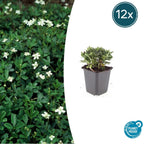 Potentilla tridentata 'Nuuk' (shrubby cinquefoil) – 12 plants, Ø9 cm, 10–25 cm high