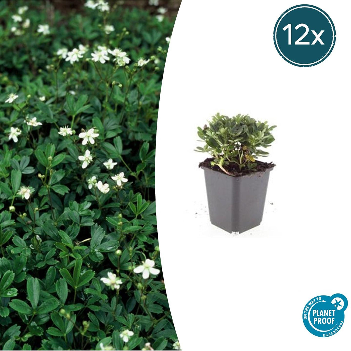 Potentilla tridentata 'Nuuk' (shrubby cinquefoil) – 12 plants, Ø9 cm, 10–25 cm high – photo 2
