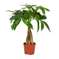 Pachira aquatica (pengetræ) – Ø12 cm, 35 cm høj