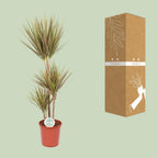 Dracaena Bicolor (drakträd) – Ø24 cm, 115 cm hög