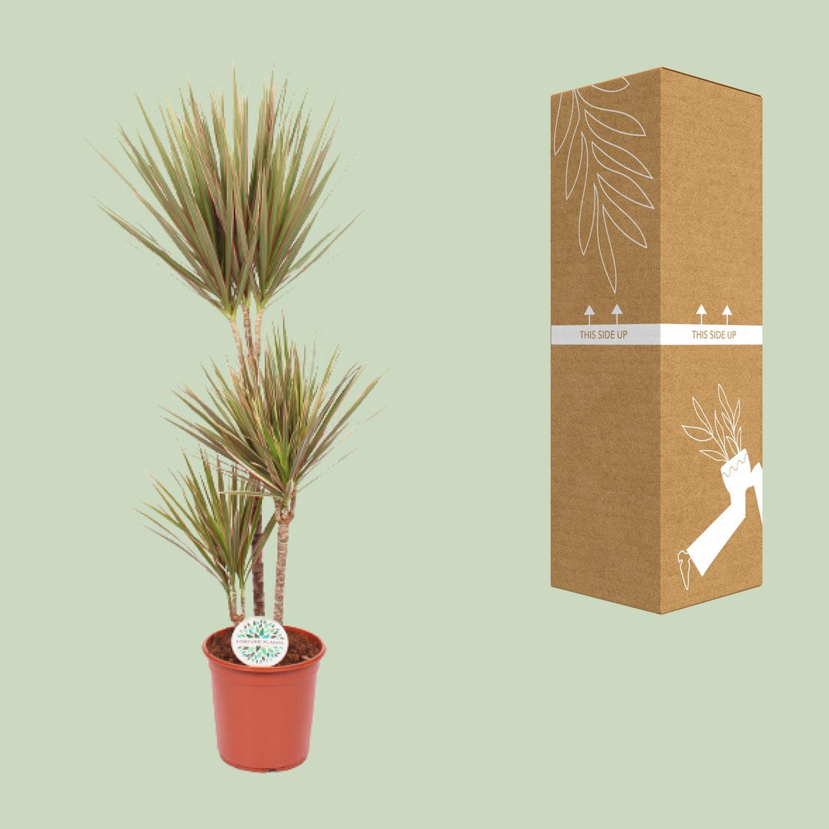 Dracaena Bicolor (Drachenbaum) – Ø24 cm, 115 cm hoch