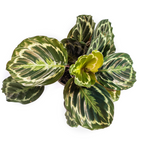 Calathea Medallion – Ø 17 cm, 40–50 cm hoch