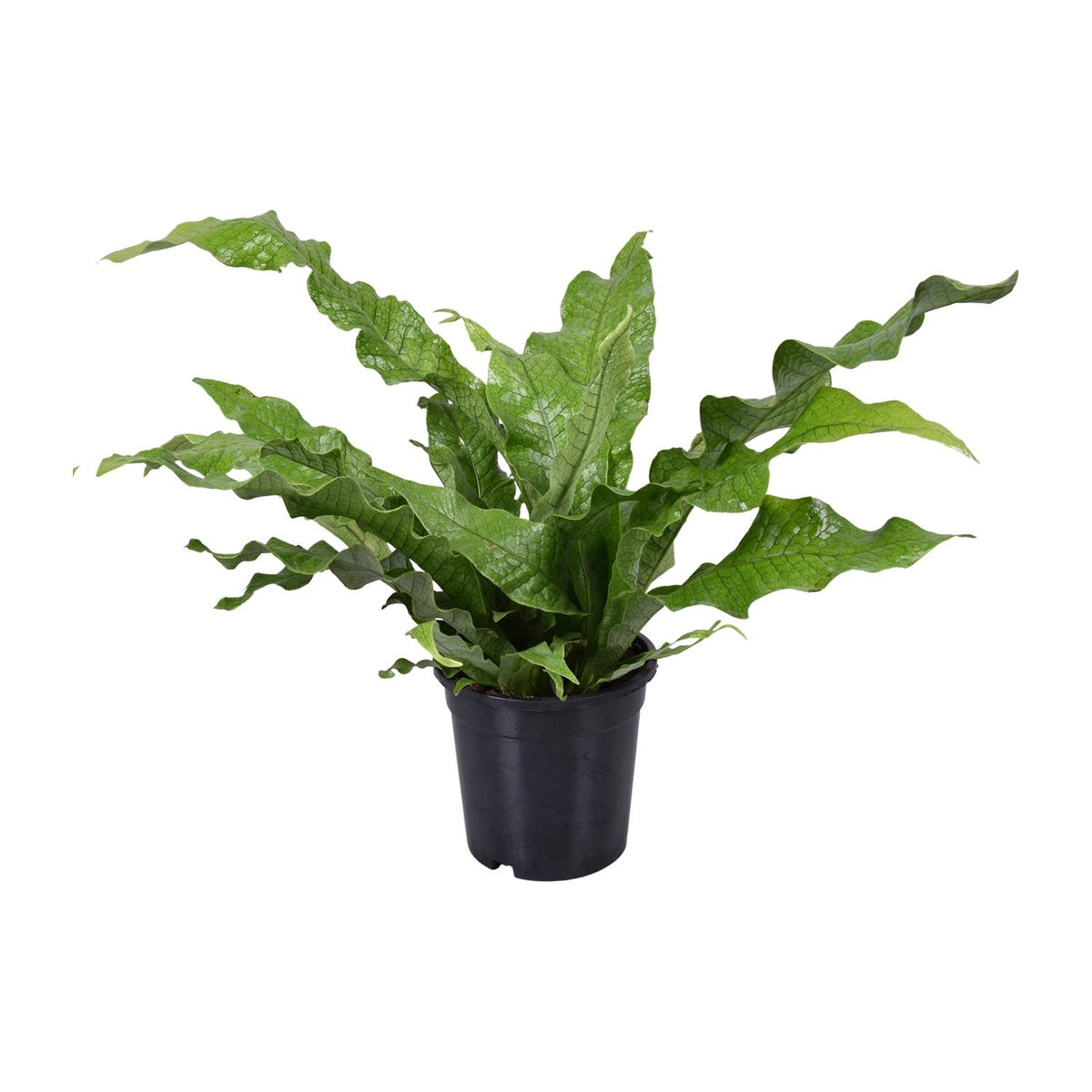 Microsorum Diversifolium (kænguruebre) – Ø17 cm, 45 cm høj