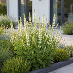 Salvia nemorosa 'Schneehügel' (sauge) – blanc – 3 plants, Ø11 cm, 15–25 cm de haut