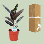 Ficus elastica Abidjan (rubberplant) – Ø17 cm, 55 cm hoog