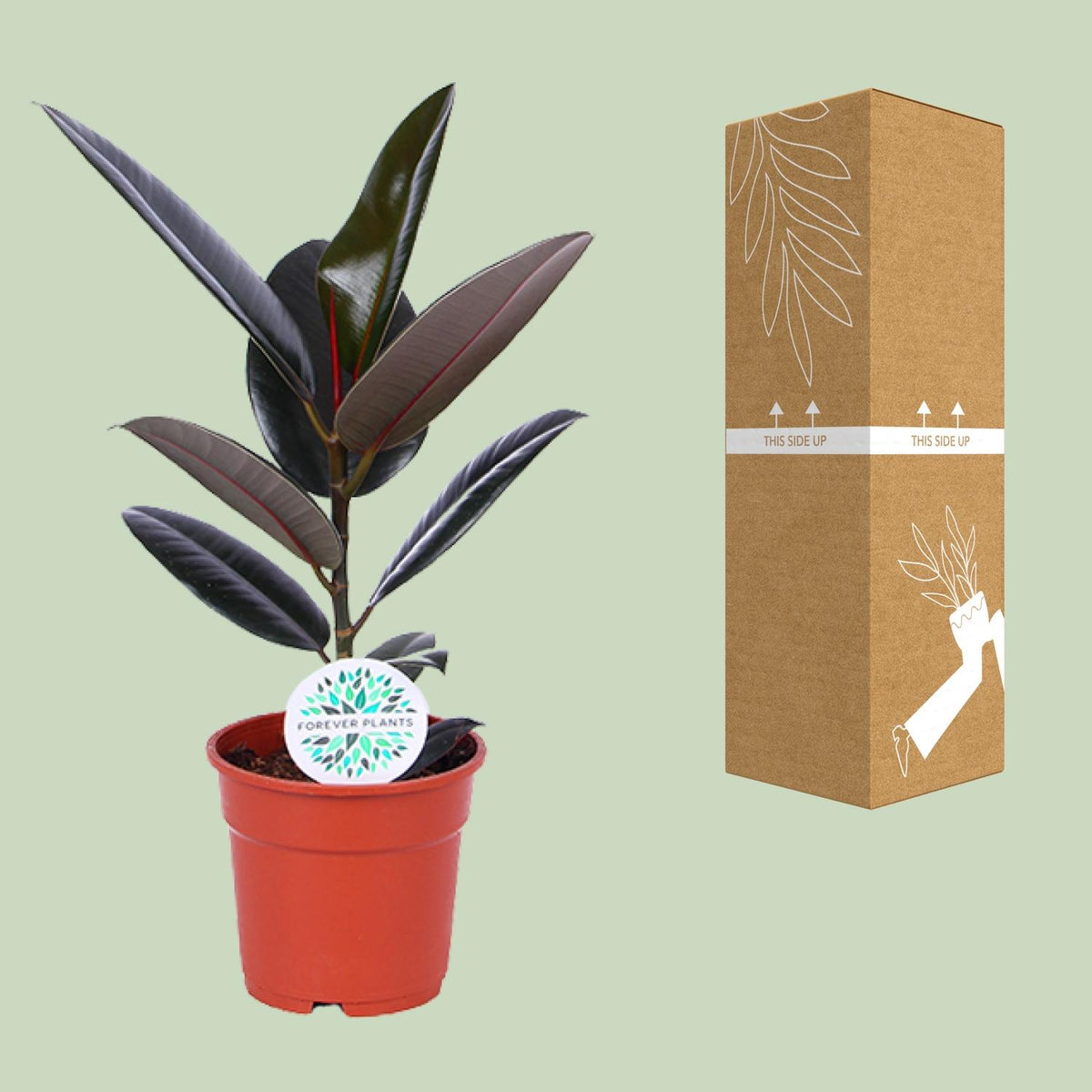 Ficus elastica Abidjan (rubberplant) – Ø17 cm, 55 cm hoog