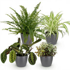 4× Callisia in Potter-sierpot grijs – Ø12 cm, 25 cm hoog