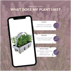 Lavender (Lavandula) – 12 plants, Ø7 cm, 15 cm high – x white x