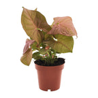 Syngonium Neon – Ø12 cm, 25 cm hoog