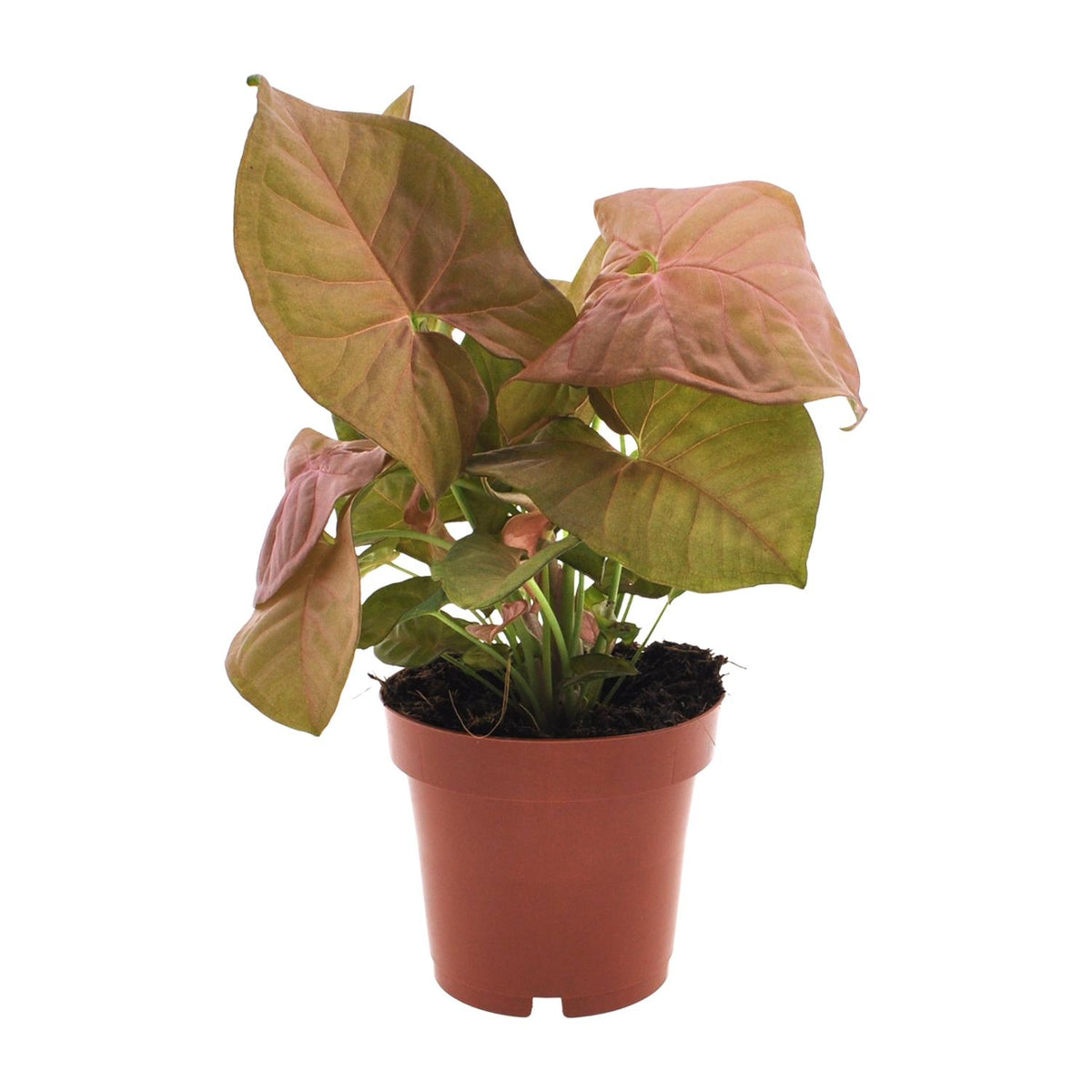 Syngonium Neon – Ø12 cm, 25 cm hoog