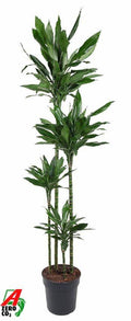 Dracaena Janet Lind XXL (drakenboom) – Ø27 cm, 180 cm hoog