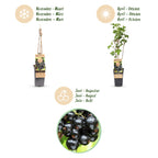 Ribes nigrum 'Ben Nevis' (currant plant) – 2 plants, Ø15 cm, 50 cm high