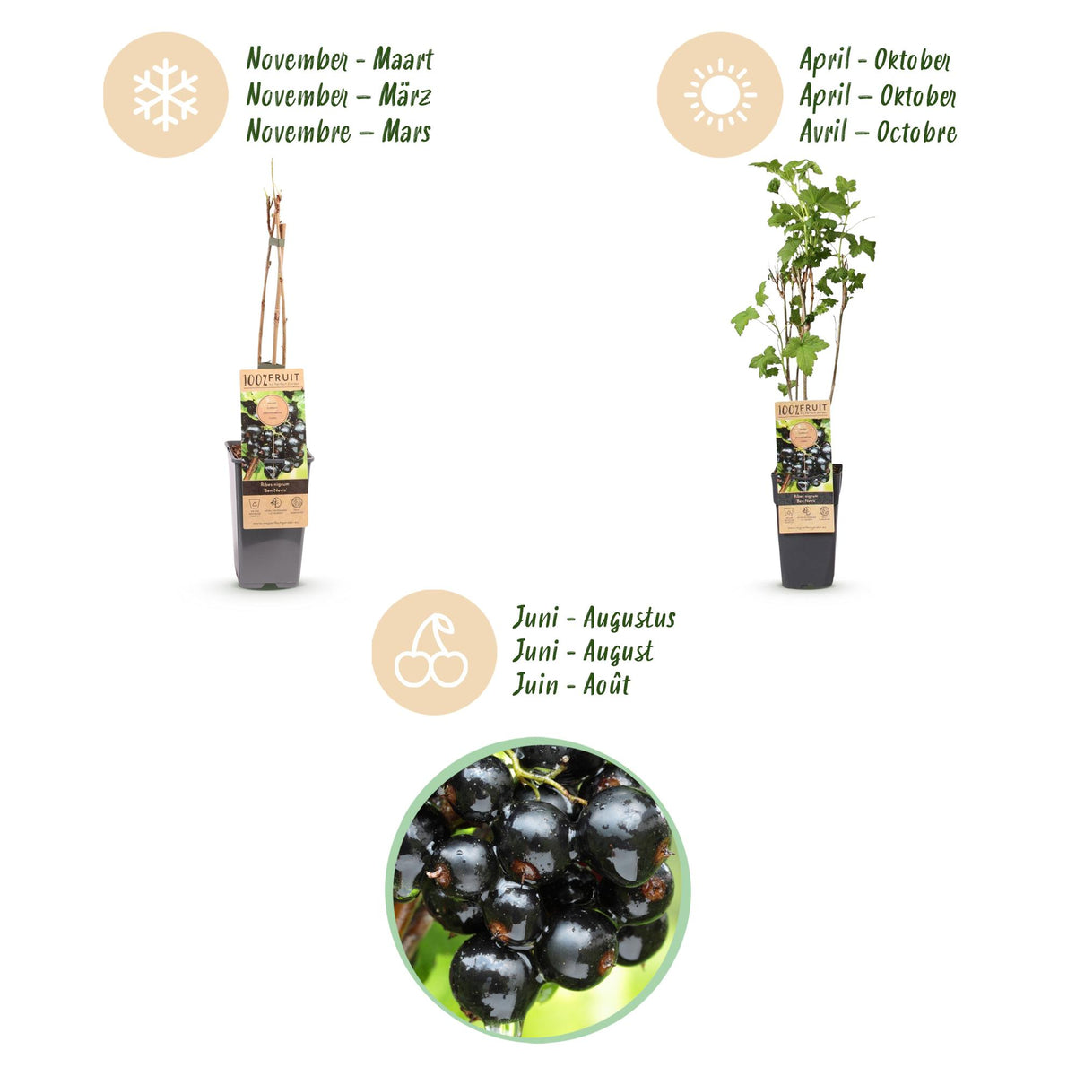 Ribes nigrum 'Ben Nevis' (bessenplant) – 2 planten, Ø15 cm, 50 cm hoog – foto 4