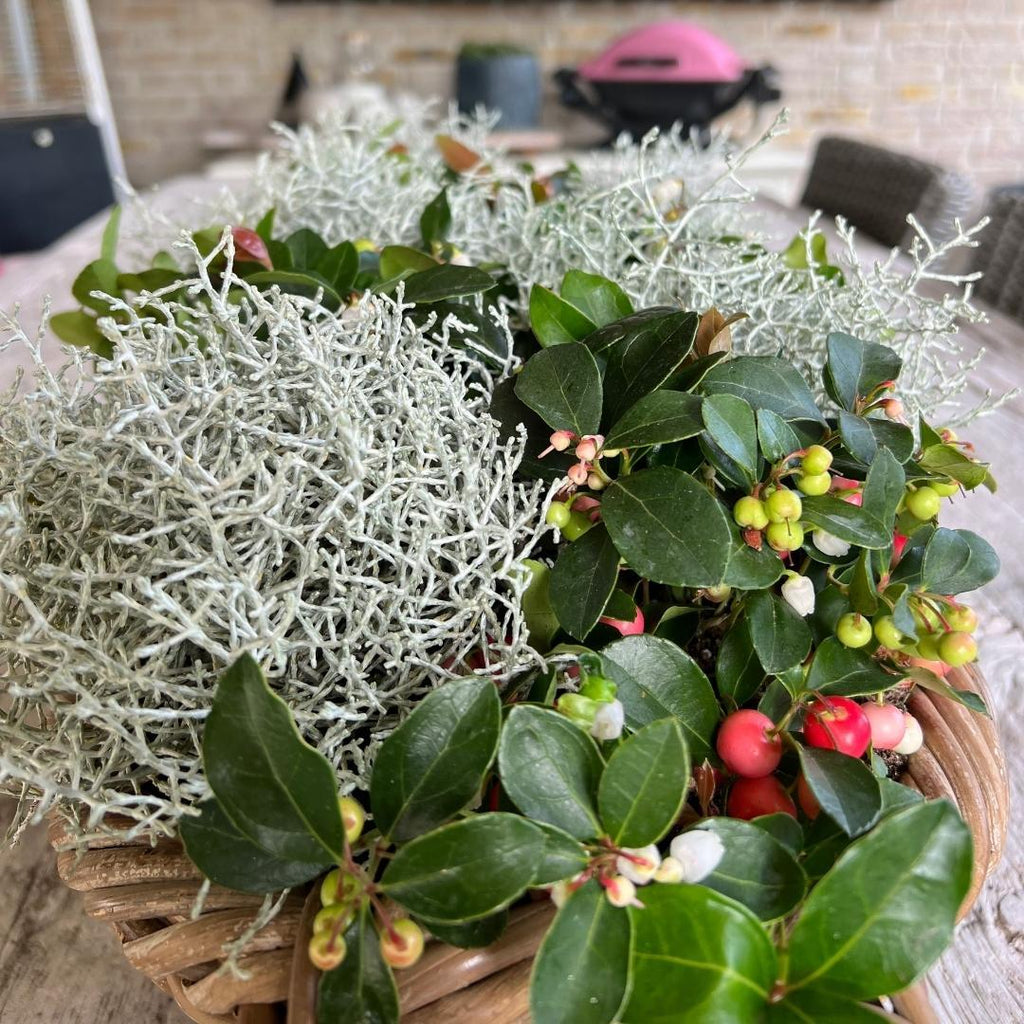 Calocephalus (silver bush) – 6 plants, 15 cm tall – photo 3