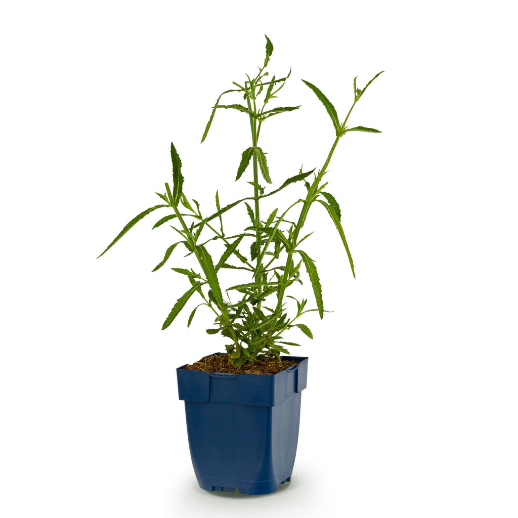 Verbena bonariensis 'Lollipop' (Blutwinde) – violett – Ø 11 cm, 15–25 cm hoch – Bild 2
