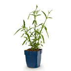 Verbena bonariensis 'Lollipop' (Blutwinde) – violett – Ø 11 cm, 15–25 cm hoch
