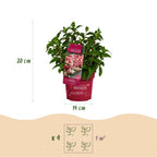 Hydrangea paniculata 'Groundbreaker Ruby' (hortensia paniculé) – rouge – 4 plantes, Ø14 cm, 20–25 cm de haut