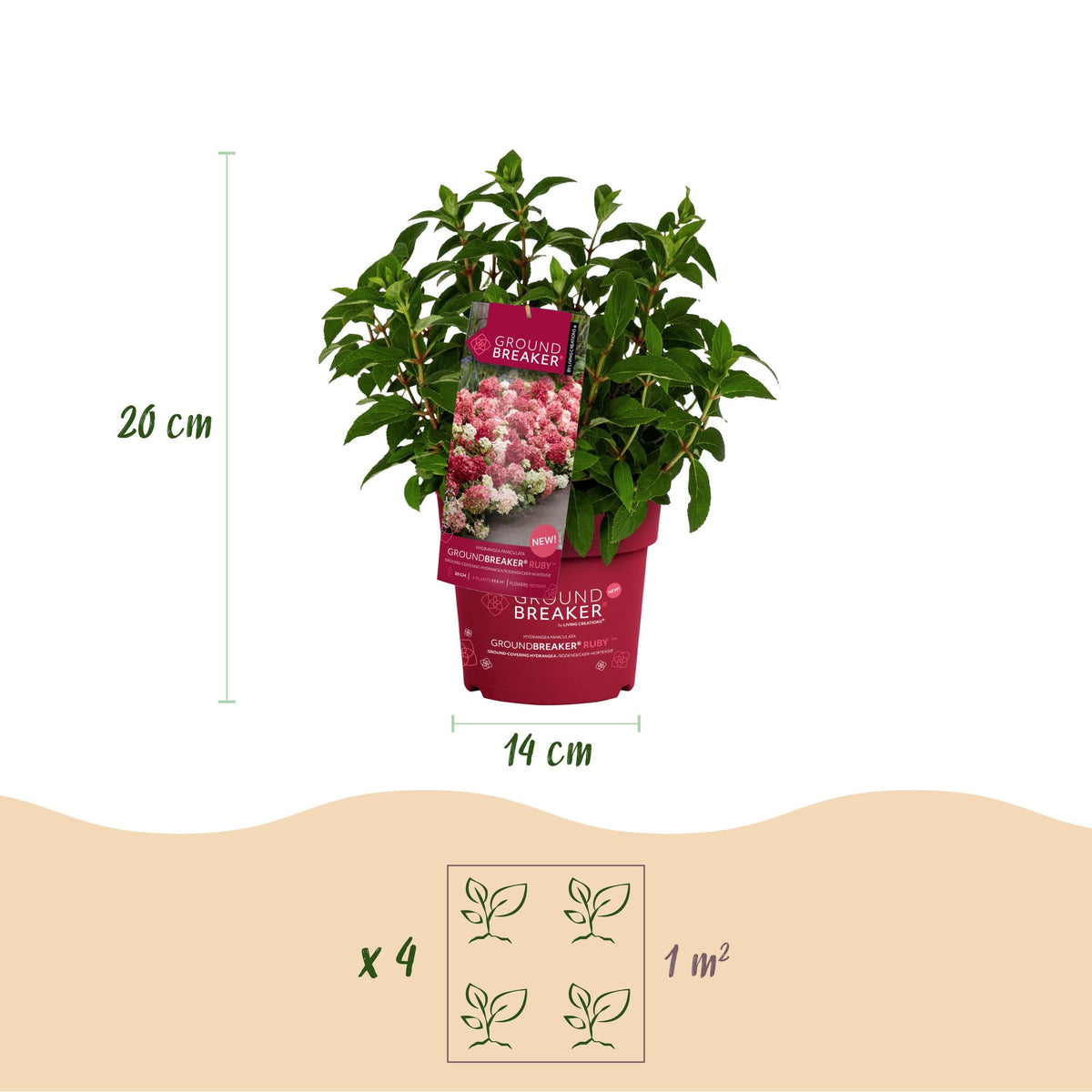 Hydrangea panniculata 'Groundbreaker Ruby' (pluimhortensia) – rood – 4 planten, Ø14 cm, 20–25 cm hoog