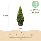 Buxus 'Pyramide' – Ø 23 cm, 60–70 cm hoch