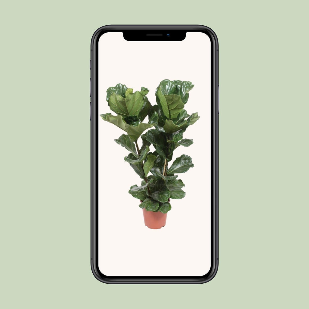 Ficus lyrata (Geigenblattscheibe) – Ø 27 cm, 100 cm hoch