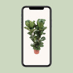 Ficus lyrata (Geigenblattscheibe) – Ø 27 cm, 100 cm hoch