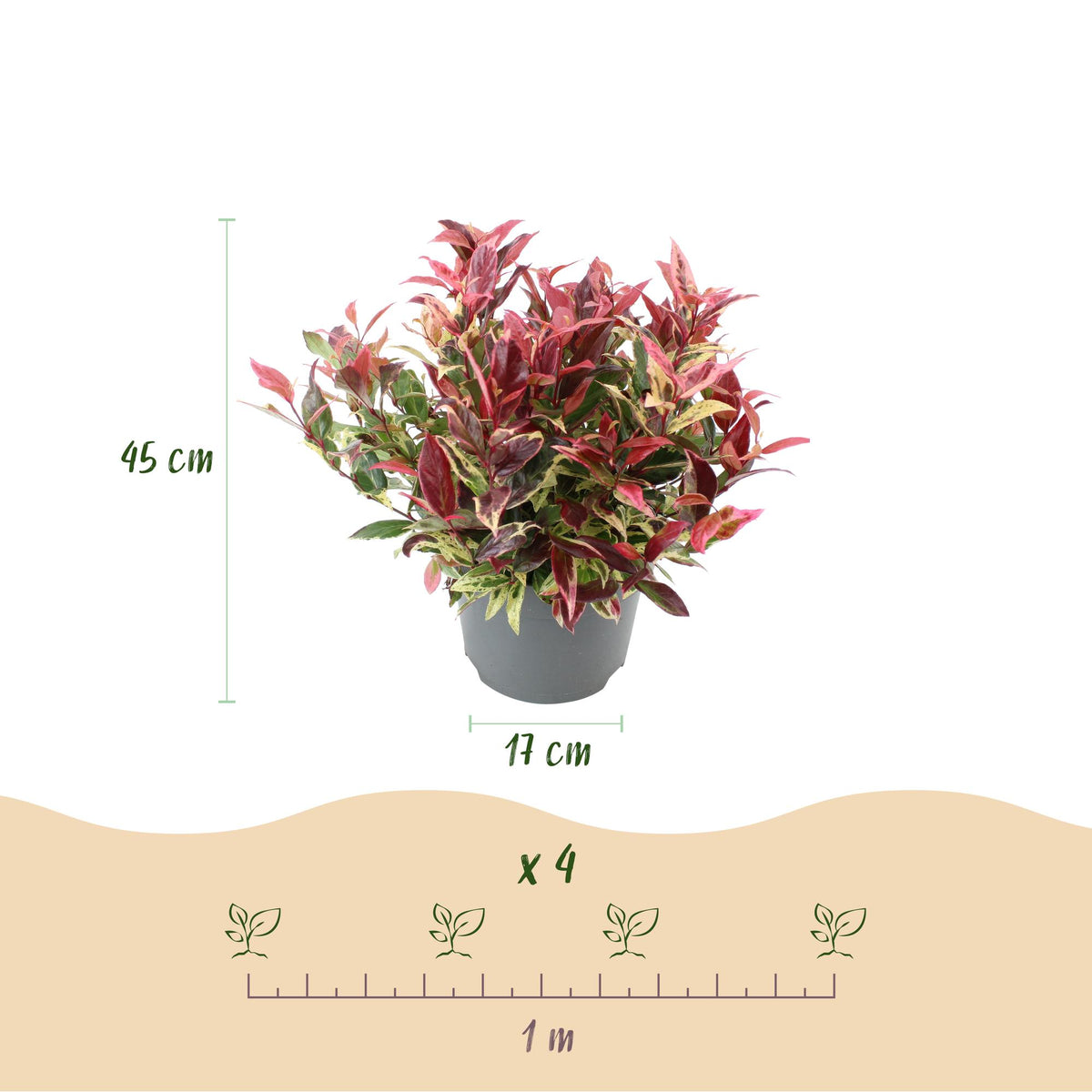 Leucothoe 'Colour Diamond' – bunt – 2 Pflanzen, Ø 17 cm, 45 cm hoch – Bild 3