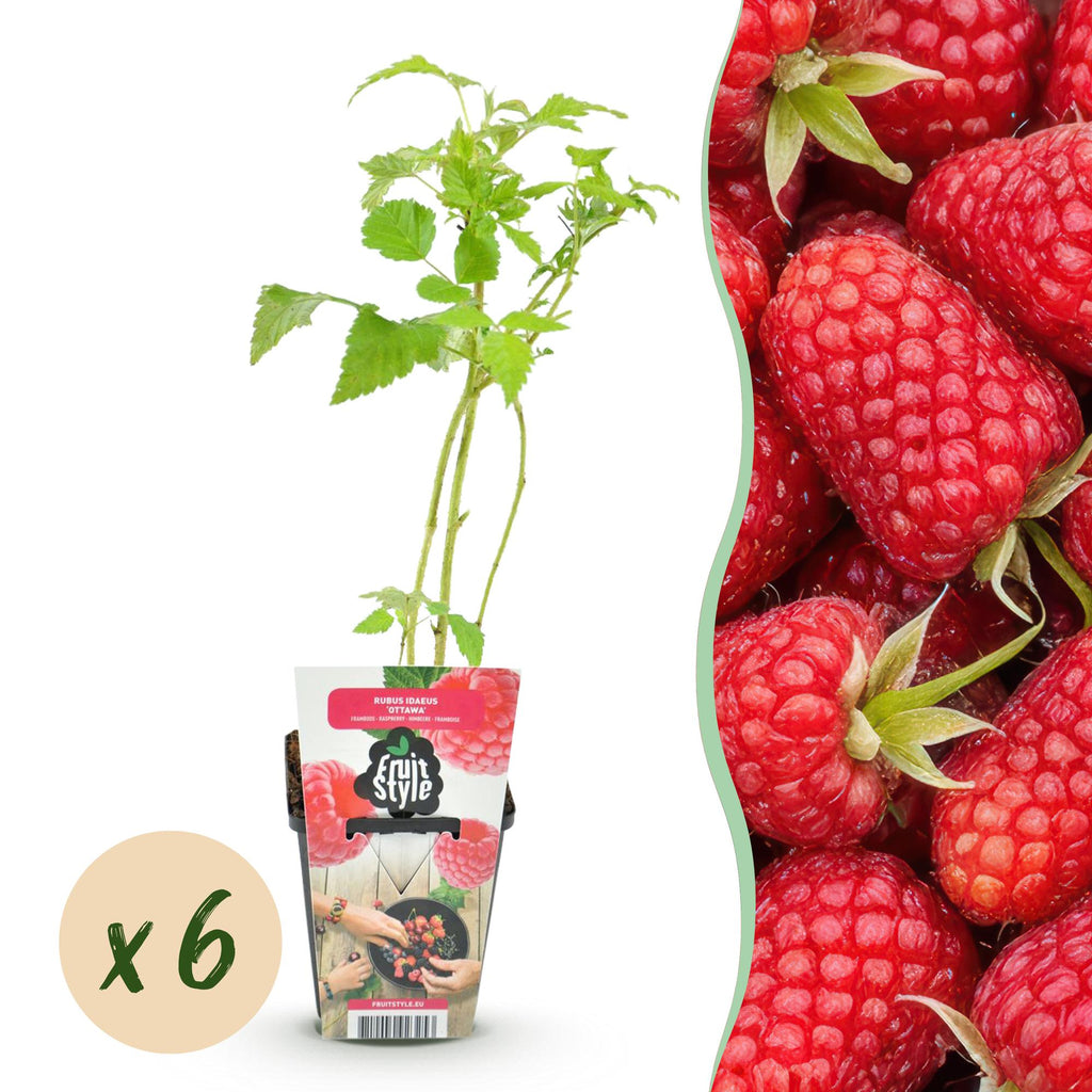 Rubus idaeus 'Heritage' (raspberry) – 6 plants, Ø9 cm, 35 cm high