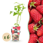 Rubus idaeus 'Heritage' (raspberry) – 6 plants, Ø9 cm, 35 cm high