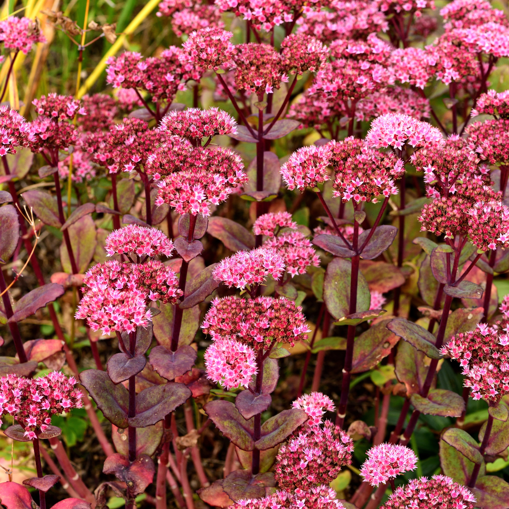 Sedum 'Matrona' (auritricole) – 60 plantes, Ø9 cm, 10–25 cm de haut – photo 8